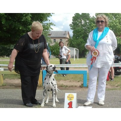 Fiji at Dog Show , sammer 2016