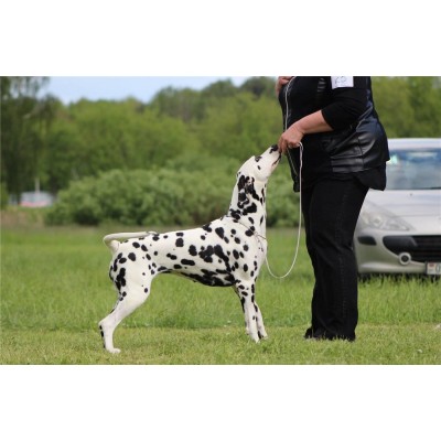 Dog Shows 22.05.2016